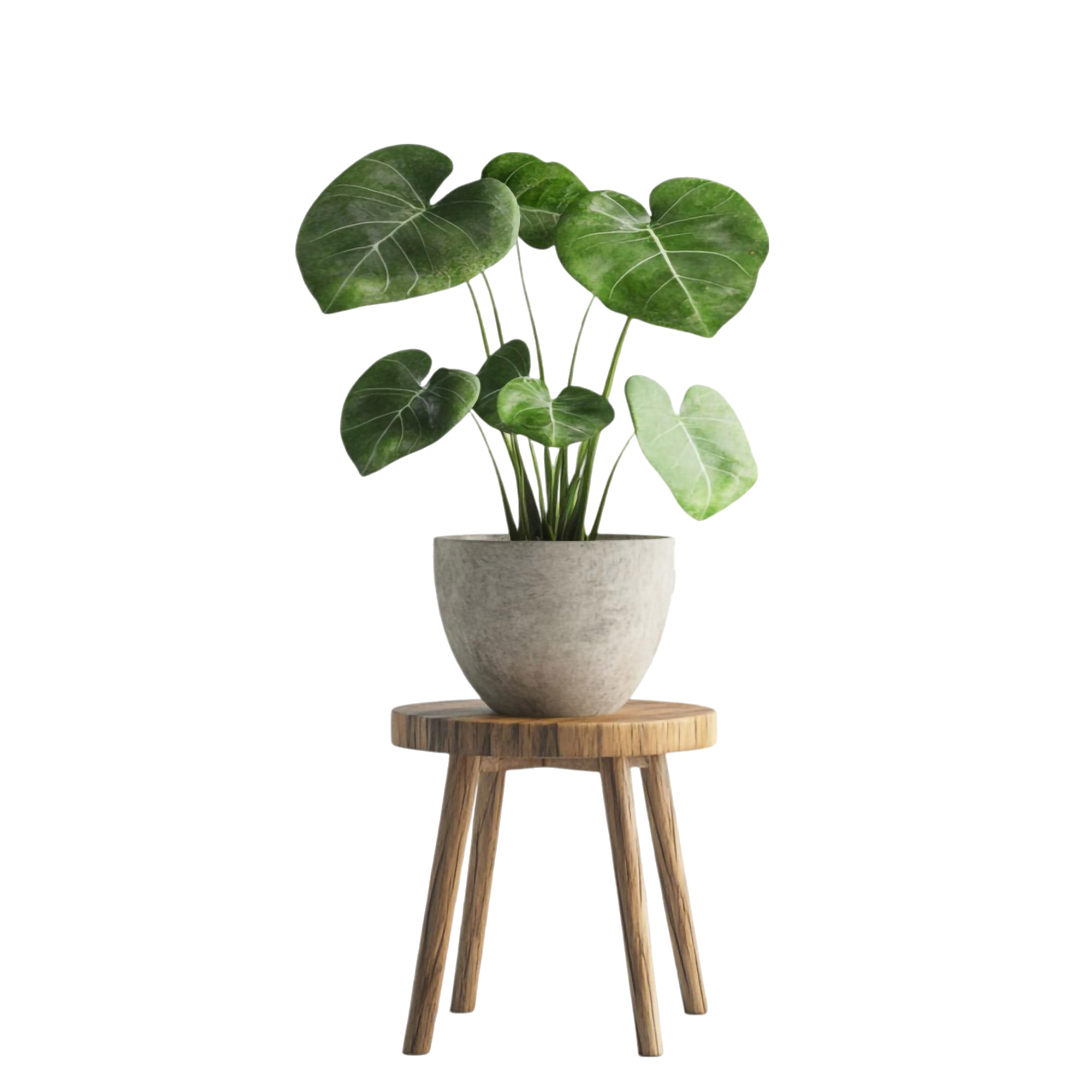 Accent Greenery